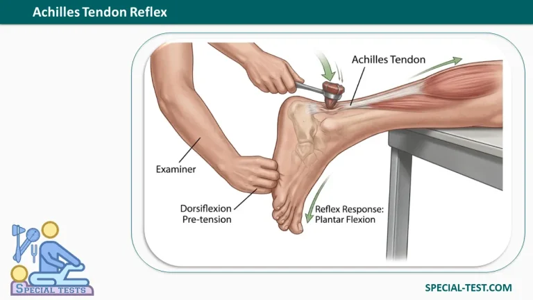Achilles Tendon Reflex