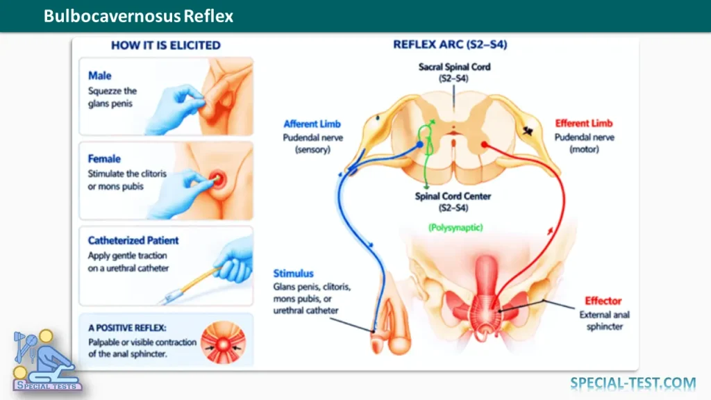 Bulbocavernosus Reflex