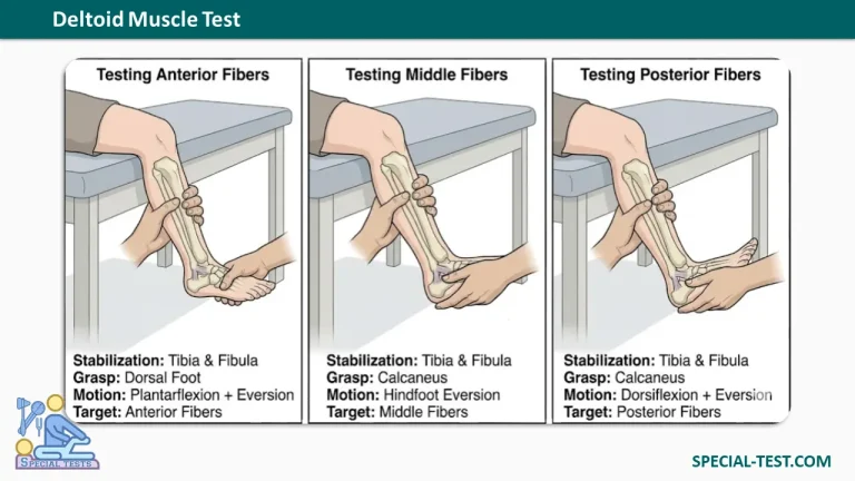 Deltoid Ligament test