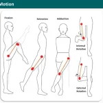 Hip Range of Motion