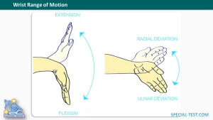 Wrist Range of Motion